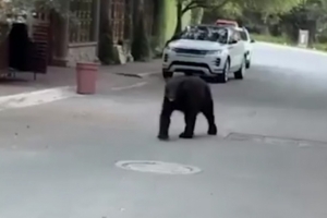 熊出沒！太陽報(bào)：前馬競前鋒科雷亞抱女兒出門，遇到一只熊
