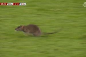 防得了進球防不住鼠鼠！一老鼠闖入球場，庫爾圖瓦想抓住但未得手